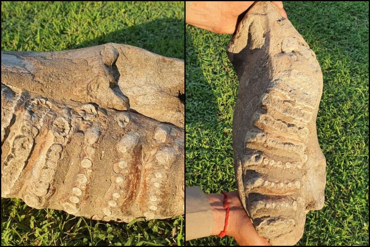 2020 Wonders of India || Fossil Found In UP Is 80Lakh Years Old