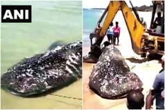 Carcass of a Giant 18-Feet-Long Whale Shark Washes Up on Tamil Nadu Beach, Pictures Emerge