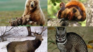 World Environment Day 2020: List of Most Critically Endangered Species in India