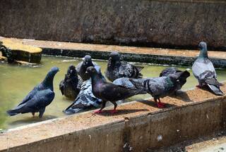 Policemen Use Crane to Rescue Pigeon Caught in Kite String in UP's Bareilly