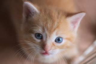 Kitten Burnt Alive With Lighter in Hyderabad, Animal Rights Group Announces Rs 50,000 Reward For Info of Perpetrator