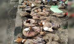 Days After Uproar, Nagaland Bans Import, Sale And Consumption of Dog Meat