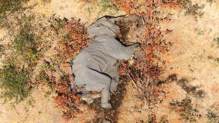 Disaster! 350 Elephants Found Dead In Botswana Since May & No One Knows Why