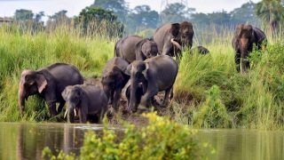 Vulnerable Wildlife at Risk As 116 Animals Including 11 Rhinos Dead in Assam's Flooded Kaziranga Park