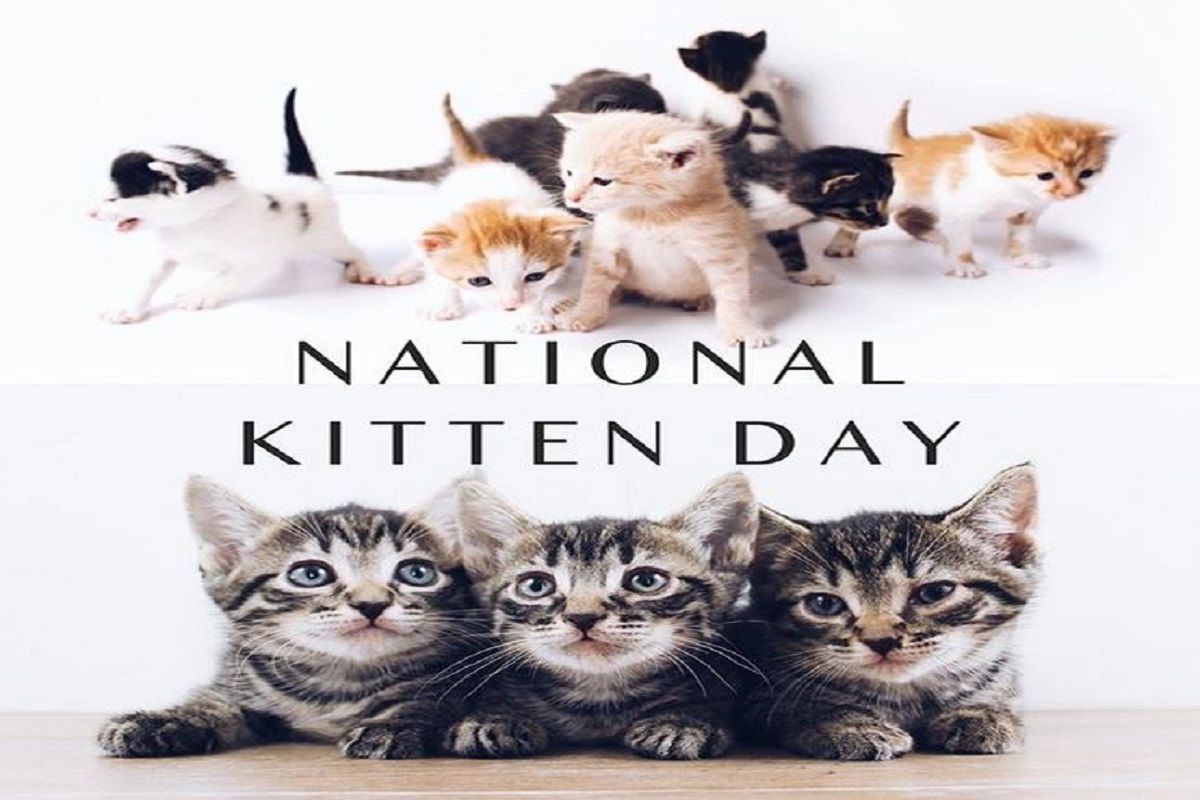 National Kitten Day 2020 History, Significance of The Day And How it