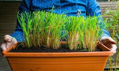 5 Tried And Tested Bugs Repellent Plants to Keep Pests Away And Prevent Vector-Borne Diseases