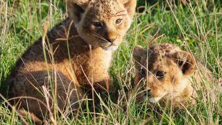 Two Lion Cubs Drown After Falling into Open Well in Gujarat's Gir Forest