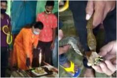'Heights of Stupidity': Jamshedpur Snake Rescuers Cut Cake & Feed it to Them on World Snake Day, Twitter is Aghast | Watch