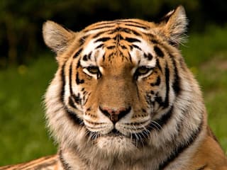 International Tiger Day 2020:  Twitter Celebrates As India   s Tiger Population Doubles in 12 Years!