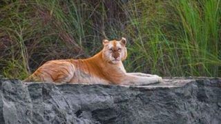 Golden Tigress in Kaziranga a Case of Colour Aberration Caused by Unique Gene, Say Experts