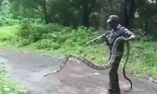 'A Majestic Creature': 15-Feet-Long King Cobra Rescued From Tamil Nadu Village, Pictures Go Viral