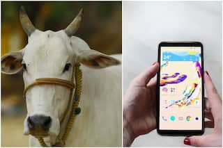 Sacrifice For Education: Himachal Man Sells Cow to Buy Smartphone For Online Studies of His Children