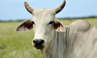 Disgusting! 55-Year-Old Man Rapes Cow In Bhopal, Arrested For Having Unnatural Sex