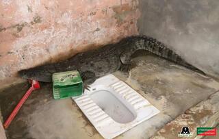 UP Man Finds a 5-Foot-Long Crocodile Perched in The Toilet of His Home, Panic Ensues