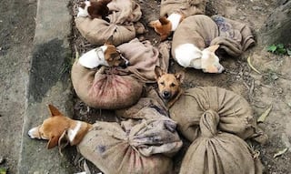 Dogs Illegally Being Transported to Nagaland to Be Sold As Meat, Enraged Twitter Says 'Stop This Brutality'
