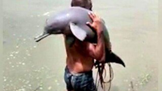 Fisherman Accidentally Catches Endangered Ganges River Dolphin in Bihar's Purnia, Carries it to Safety