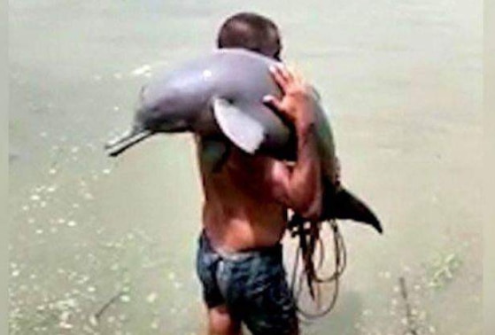 11 Gangetic Dolphins Found Dead since Jan 2021 – SANDRP