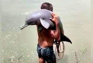Fisherman Accidentally Catches Endangered Ganges River Dolphin in Bihar's Purnia, Carries it to Safety