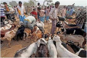 india.com top news
