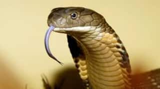 Two Cobras Spotted by Children in West Bengal's Jalpaiguri District School, Later Released in Forest