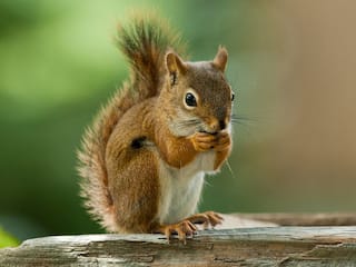 Now, A Squirrel in US Tests Positive For the Bubonic Plague, Twitter Says '2020 Has No Chill'