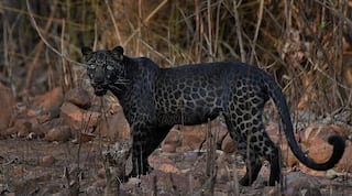Waited For 2 Hours to Get the Perfect Shot: Pune Photographer on Viral Black Leopard Picture