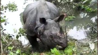 Assam Floods: Strayed Rhino Moved to Park Territory, Kaziranga Shares Video of Him Gaining Strength After Sleeping on Highway