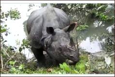 Assam Floods: Strayed Rhino Moved to Park Territory, Kaziranga Shares Video of Him Gaining Strength After Sleeping on Highway