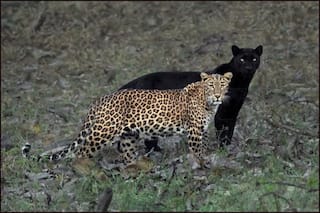 Bagheera From The Jungle Book: Wildlife Photographer Shares Surreal Image of Black Panther, Leaves Internet Smitten