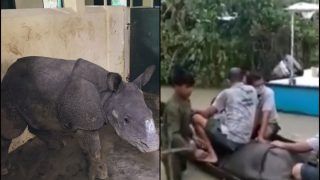 Wildlife Officials Rescue Rhino Calf After it Was Separated From Mother in Kaziranga National Park, Cannot Locate Latter Amid Assam Floods