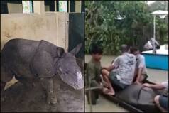 Wildlife Officials Rescue Rhino Calf After it Was Separated From Mother in Kaziranga National Park, Cannot Locate Latter Amid Assam Floods