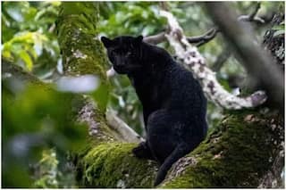 Rare Majestic Black Panther Spotted in Karnataka's Nagarhole Tiger Reserve, Pictures Go Viral