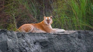 'Look at This Beauty': Internet Left Amazed After Pictures of India's Only 'Golden Tiger' Go Viral