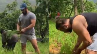 Salman Khan Shares Another Video of Farming, This Time Plants Rice With Rumoured GF Iulia Vantur