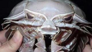 Stuff of Nightmares! Researchers Discover a 14-Legged Giant Sea Cockroach in The Indian Ocean