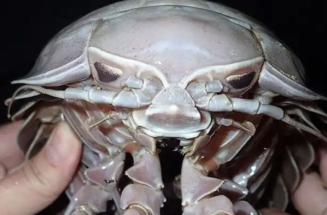 sea cockroach 1595163338
