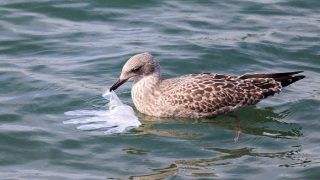 COVID-19 Pandemic Likely to End up Increasing Global Burden of Plastic Pollution