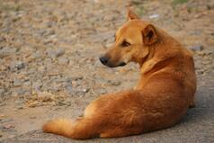 5 Years Jail, Rs 75,000 Fine For Cruelty Against Animals Soon