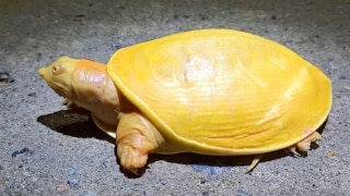Rare Yellow Turtle Rescued in Odisha's Balasore District, Pictures Go Viral | See Pics