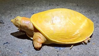 Rare Yellow Turtle Rescued in Odisha's Balasore District, Pictures Go Viral | See Pics