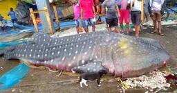 Mumbai Fishermen Find Giant Whale Shark That Weighs Over 2000 Kg, Probe Ordered | Watch Video