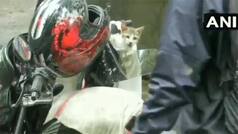 'Heart of Gold': Man Rescues Kitten Amid Heavy Mumbai Rains, Takes it Home | Watch Viral Video