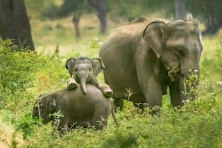 World Elephant Day 2020: An Urgent Need to Protect Our 'Gentle & Giant' Friends