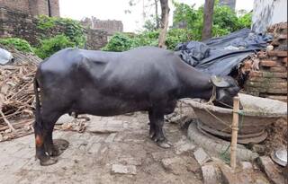 सोनू सूद ने खरीदी भैंस, कहा-इतना एक्साइटेड तो मैं तब भी नहीं था, जब..