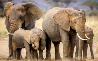 World Elephant Day 2020: Over 200 Elephants in India Kept in Severely Inadequate Conditions, Says World Animal Protection