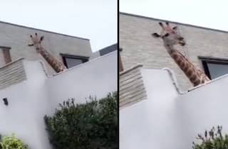 A Family in Karachi Keeps Two Giraffes As Pets In Their House, Twitter Calls it 'Animal Cruelty'