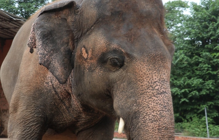 Elephant Living in Chains for 30 Years in a Pakistani Zoo Set to be Free, Finds New Home In Cambodian Sanctuary