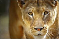 Miraculous Escape! Gujarat Man Pushes The Lioness Away After It 'Sat' On His Chest While He Was Asleep