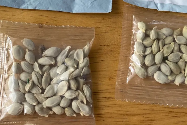 People in US & Canada Are Receiving 'Mystery Seeds' From China, Another Conspiracy or Simply a Scam?