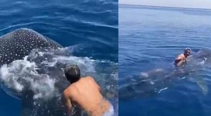 Saudi Man Jumps on Back of Rare Whale Shark & Rides Along While Holding Fin | Watch Viral Video